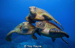 Turtle Pyramid. 3 Green Turtles on the Great Barrier Reef. by Troy Mayne 